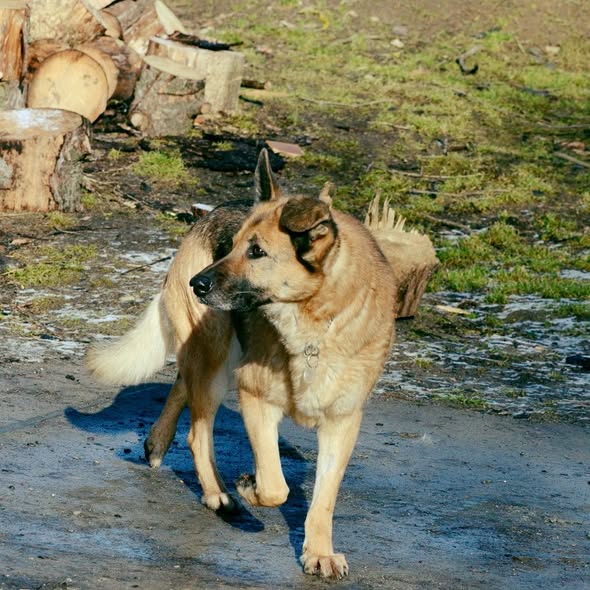 spokojna suczka do adopcji