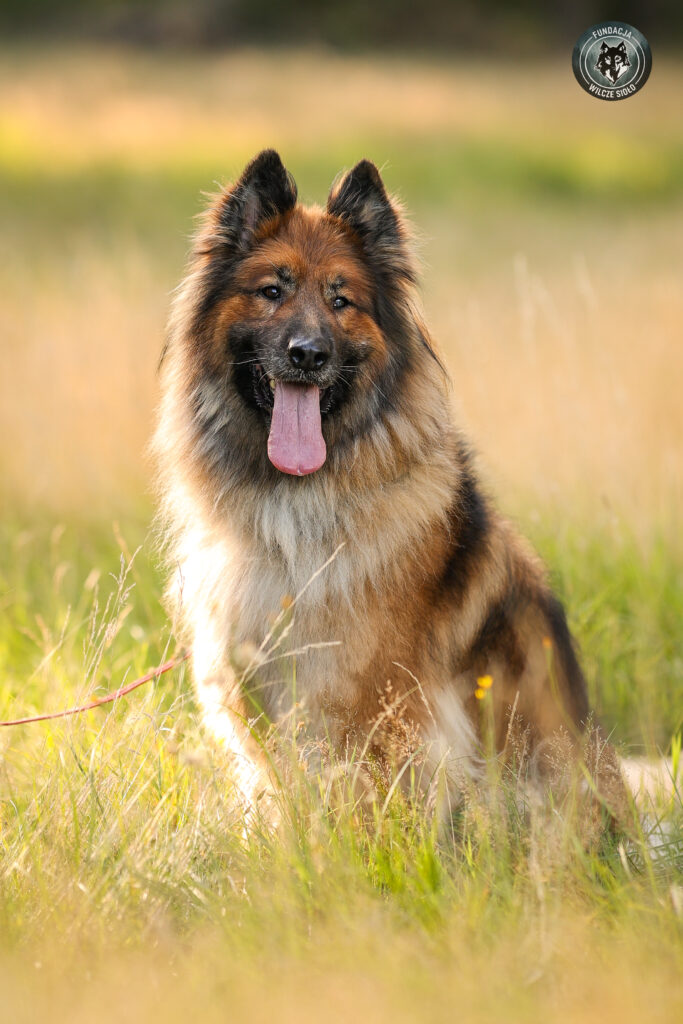 Owczarek do adopcji Rocky