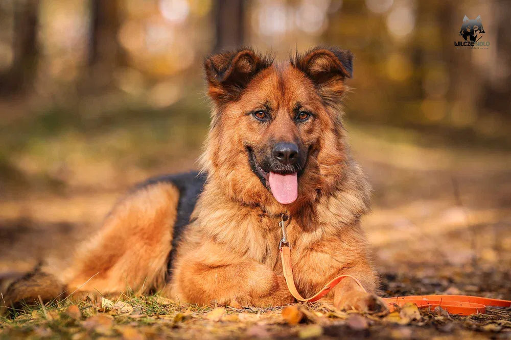 pies do adopcji pomorskie