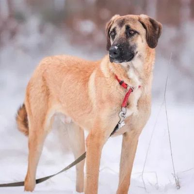 owczarek anatolijski do adopcji