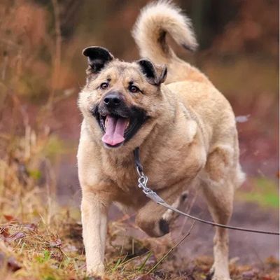 pies w typie molosa do adopcji