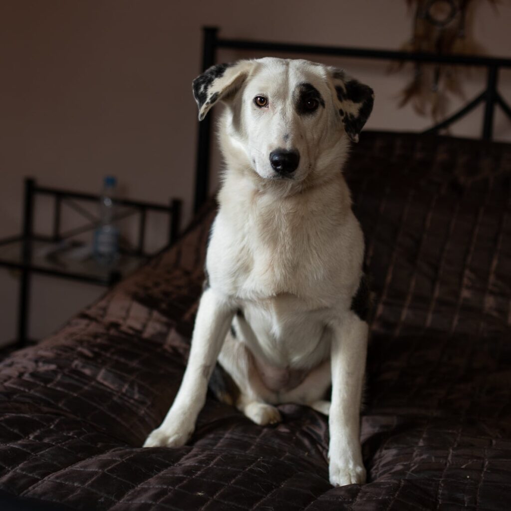 spokojny pies do adopcji pomorskie