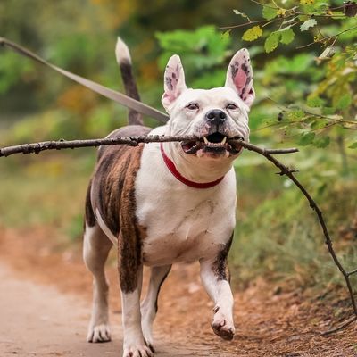 pies do adopcji buliś