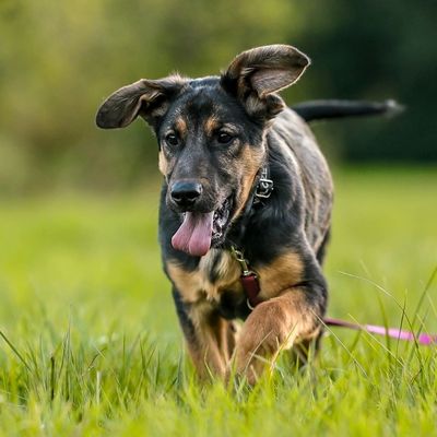 hera - pies do adopcji