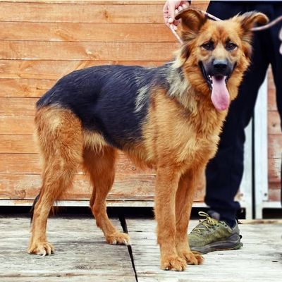 hebe, suczka do adopcji