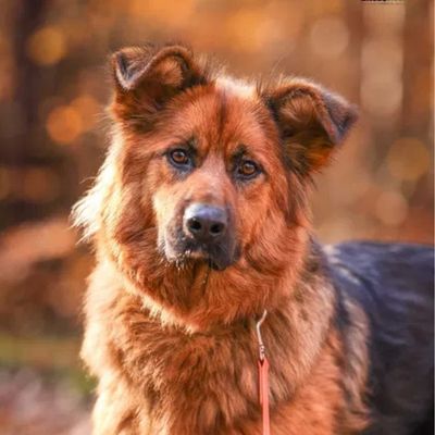 hebe do adopcji suczka