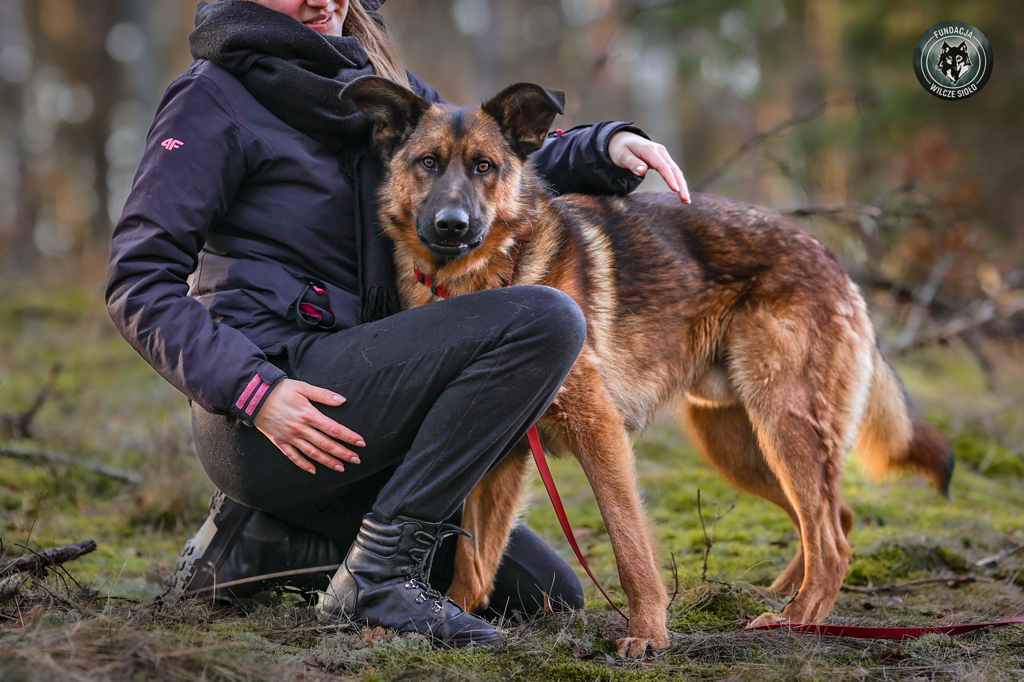 pies do adopcji pomorskie