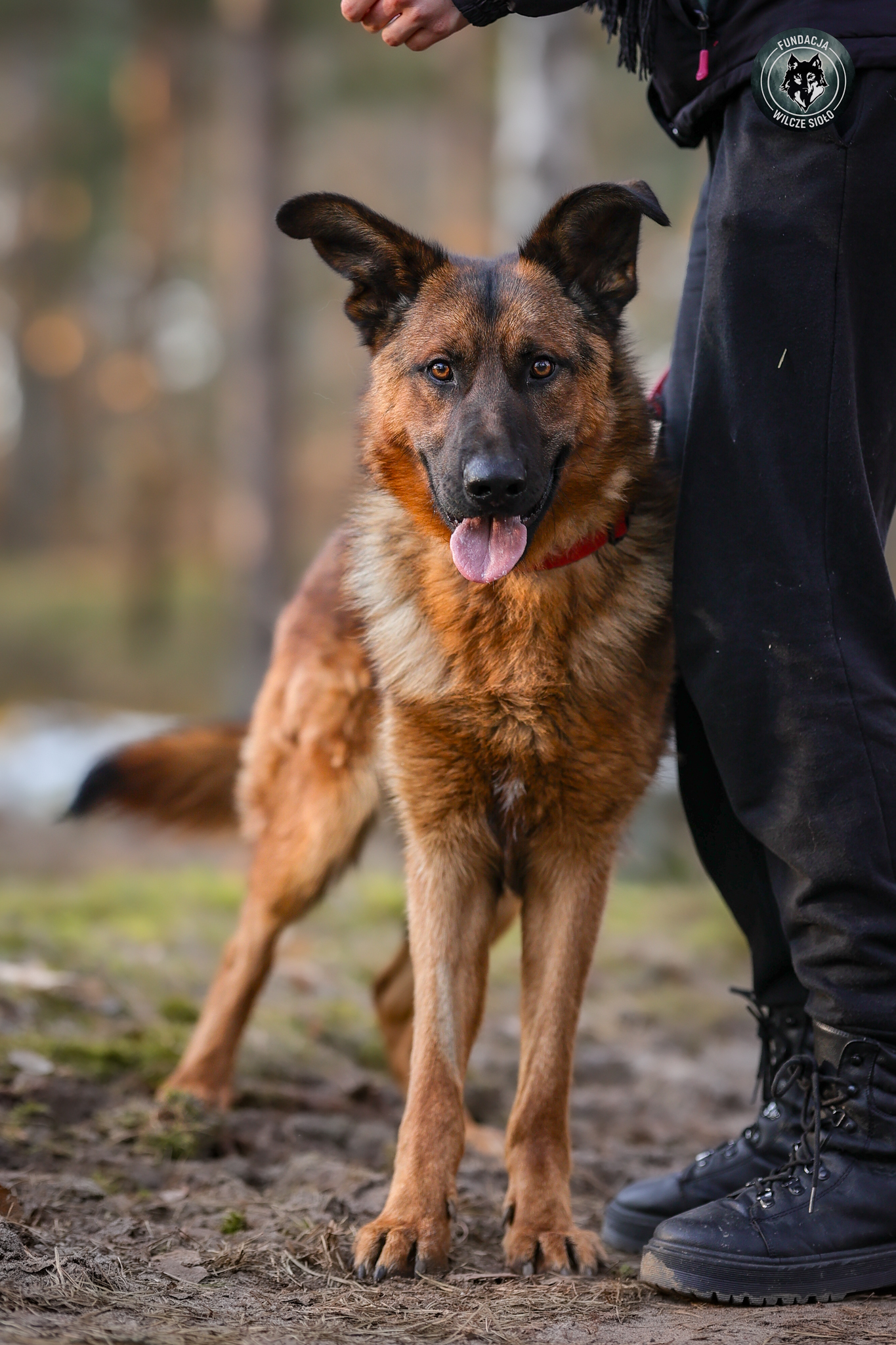 pies do adopcji pomorskie