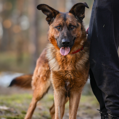 pies do adopcji pomorskie