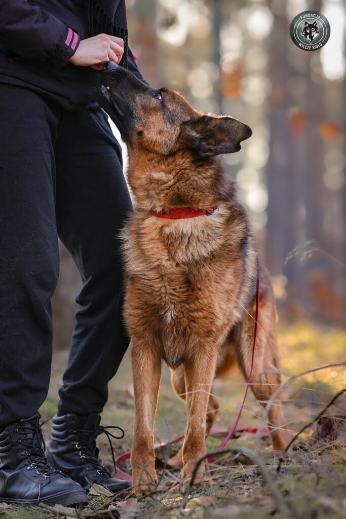 pies do adopcji pomorskie