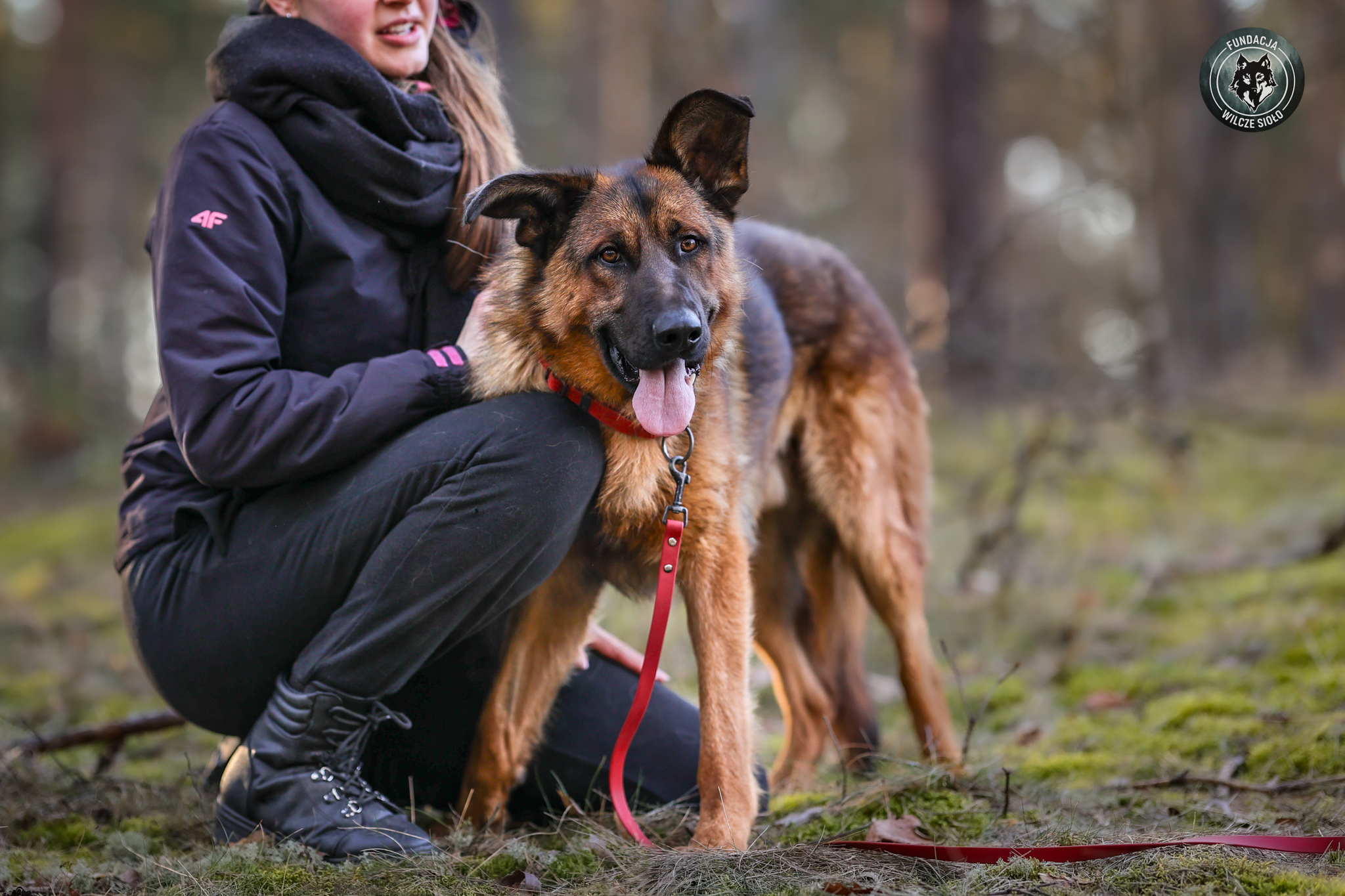 pies do adopcji pomorskie