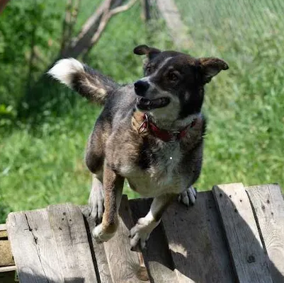 psy do adopcji pomorskie